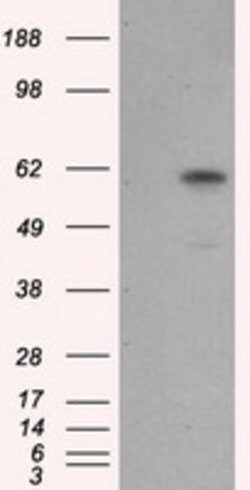 NPR3 Mouse anti-Human, Clone: OTI4A1, lyophilized, TrueMAB 100 &mu;g; Unconjugated:Antibodies,