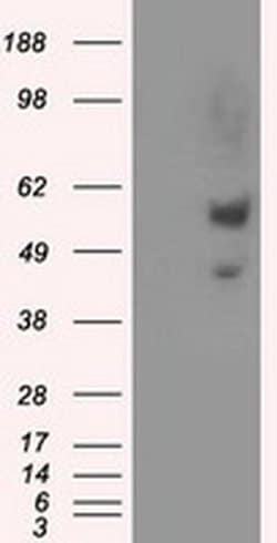 NPR3 Monoclonal Antibody (OTI11B6), TrueMAB , OriGene 30 &mu;L; Unconjugated:Antibodies,