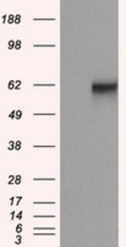 NPR3 Mouse anti-Human, Clone: OTI11H5, lyophilized, TrueMAB 100 &mu;g;