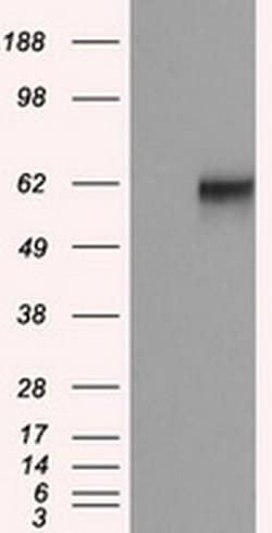NPR3 Monoclonal Antibody (OTI11H5), TrueMAB , OriGene 30 &mu;L | Buy Online | Origene Technologies | Fisher Scientific