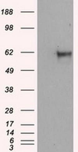 NPR3 Mouse anti-Human, Clone: OTI11B5, liquid, TrueMAB 100 &mu;L; Unconjugated:Antibodies,