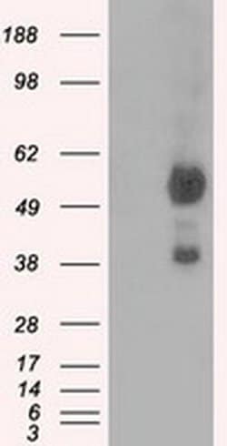 NPR3 Mouse anti-Human, Clone: OTI11H6, liquid, TrueMAB 30 &mu;L; Unconjugated:Antibodies,