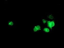 NPTN Monoclonal Antibody (OTI2A6), TrueMAB , OriGene 30 &mu;L; Unconjugated:Antibodies,