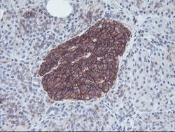 NPTN Mouse anti-Canine, Human, Rat, Clone: OTI3C4, lyophilized, TrueMAB