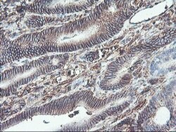 NPTN Mouse anti-Canine, Human, Rat, Clone: OTI3C4, liquid, TrueMAB 100