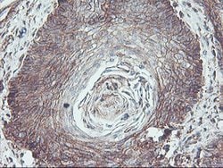 NPTN Mouse anti-Canine, Human, Rat, Clone: OTI3C4, lyophilized, TrueMAB