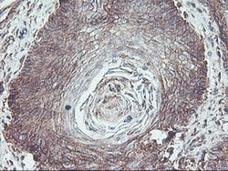 NPTN Mouse anti-Canine, Human, Rat, Clone: OTI3C4, liquid, TrueMAB 100