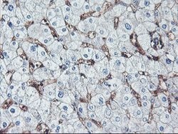 NPTN Mouse anti-Canine, Human, Rat, Clone: OTI3C4, lyophilized, TrueMAB