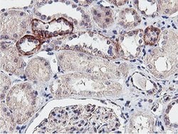NPTN Monoclonal Antibody (OTI2D4), TrueMAB , OriGene:Antibodies:Primary