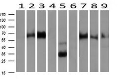 NPTN Mouse anti-Canine, Human, Rat, Clone: OTI3C4, liquid, TrueMAB 100