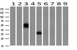 NPTN Monoclonal Antibody (OTI2D4), TrueMAB , OriGene 100 &mu;L; Unconjugated:Antibodies,
