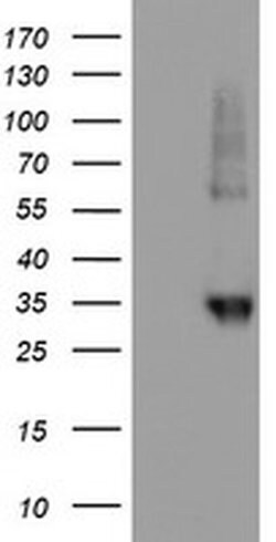 NPTN Monoclonal Antibody (OTI2A6), TrueMAB , OriGene 30 &mu;L; Unconjugated:Antibodies,