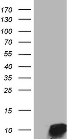 NPY Monoclonal Antibody (OTI8F8), TrueMAB , OriGene 100 &mu;L; Unconjugated:Antibodies,