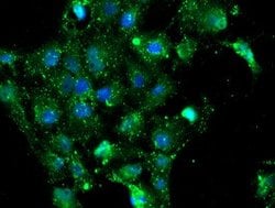 NQO2 Mouse anti-Canine, Human, Clone: OTI1G2, lyophilized, TrueMAB 100
