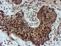 NQO2 Monoclonal Antibody (OTI3G4), TrueMAB , OriGene 100 &mu;L; Unconjugated:Antibodies,