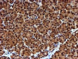 NQO2 Monoclonal Antibody (OTI3G4), TrueMAB , OriGene 100 &mu;L; Unconjugated:Antibodies,