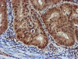 NQO2 Monoclonal Antibody (OTI3G4), TrueMAB , OriGene 100 &mu;L; Unconjugated:Antibodies,