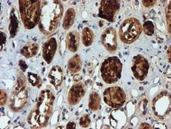 NQO2 Monoclonal Antibody (OTI3G4), TrueMAB , OriGene 100 &mu;L; Unconjugated:Antibodies,