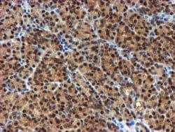 NQO2 Mouse anti-Canine, Human, Clone: OTI1G2, lyophilized, TrueMAB 100