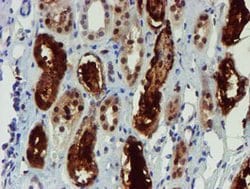 NQO2 Mouse anti-Canine, Human, Clone: OTI1G2, lyophilized, TrueMAB 100