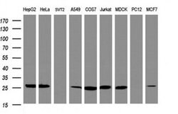 NQO2 Mouse anti-Canine, Human, Clone: OTI3C11, liquid, TrueMAB 30 &mu;L;