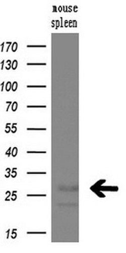 NQO2 Mouse anti-Canine, Human, Clone: OTI3C11, liquid, TrueMAB 30 &mu;L;