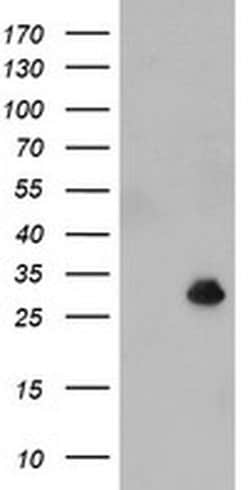 NQO2 Monoclonal Antibody (OTI3F9), TrueMAB , OriGene 30 &mu;L; Unconjugated:Antibodies,
