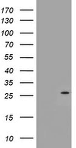 NQO2 Monoclonal Antibody (OTI3A7), TrueMAB , OriGene:Antibodies:Primary