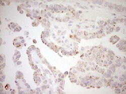 NR0B2 Mouse anti-Human, Clone: OTI5F10, liquid, TrueMAB 100 &mu;L; Unconjugated:Antibodies,