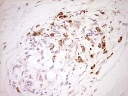 NR0B2 Mouse anti-Human, Clone: OTI5F10, lyophilized, TrueMAB 100 &mu;g;