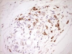 NR0B2 Mouse anti-Human, Clone: OTI5F10, liquid, TrueMAB 100 &mu;L; Unconjugated:Antibodies,