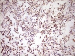 NR0B2 Monoclonal Antibody (OTI8E5), TrueMAB , OriGene 100 &mu;L | Buy Online | OriGene | Fisher Scientific