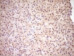 NR0B2 Monoclonal Antibody (OTI8E5), TrueMAB , OriGene 100 &mu;L | Buy Online | OriGene | Fisher Scientific
