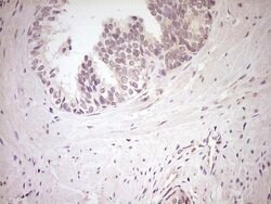 NR0B2 Monoclonal Antibody (OTI8E5), TrueMAB , OriGene 100 &mu;L | Buy Online | OriGene | Fisher Scientific