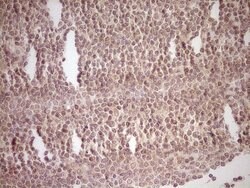 NR0B2 Monoclonal Antibody (OTI8E5), TrueMAB , OriGene 100 &mu;L | Buy Online | OriGene | Fisher Scientific