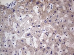 NR1I3 Mouse anti-Human, Clone: OTI1B2, lyophilized, TrueMAB 100 &mu;g;