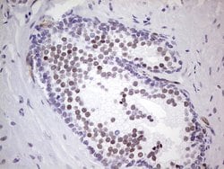 NR1I3 Mouse anti-Human, Clone: OTI10F9, lyophilized, TrueMAB 100 &mu;g;