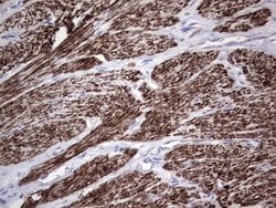 NR1I3 Mouse anti-Human, Clone: OTI1C6, lyophilized, TrueMAB 100 &mu;g;