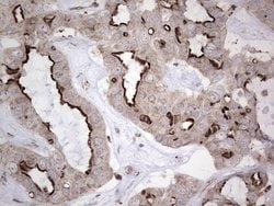 NR1I3 Mouse anti-Human, Clone: OTI1C6, lyophilized, TrueMAB 100 &mu;g;