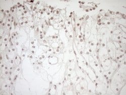 NR1I3 Monoclonal Antibody (OTI10B1), TrueMAB , OriGene 100 &mu;L; Unconjugated:Antibodies,