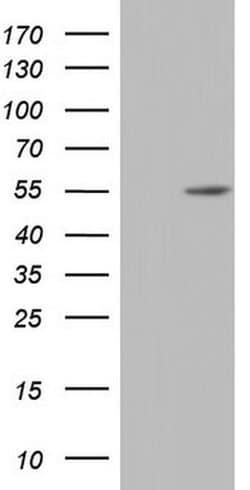 NR2C1 Monoclonal Antibody (OTI1C5), TrueMAB , OriGene 100 &mu;L; Unconjugated:Antibodies,