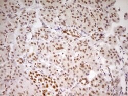 NR2C2 Mouse anti-Human, Clone: OTI1F3, lyophilized, TrueMAB 100 &mu;g;