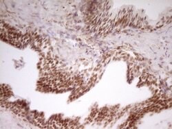 NR2C2 Mouse anti-Human, Clone: OTI1F3, lyophilized, TrueMAB 100 &mu;g;