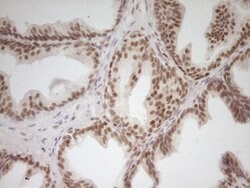 NR2C2 Mouse anti-Human, Clone: OTI1F3, lyophilized, TrueMAB 100 &mu;g;