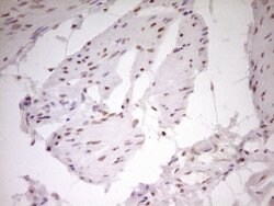 NR2C2 Mouse anti-Human, Clone: OTI1F3, lyophilized, TrueMAB 100 &mu;g;