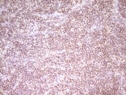 NR2C2 Mouse anti-Human, Clone: OTI1F3, lyophilized, TrueMAB 100 &mu;g;