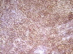 NR2C2 Mouse anti-Human, Clone: OTI1F3, lyophilized, TrueMAB 100 &mu;g;