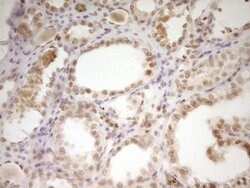 NR2C2 Mouse anti-Human, Clone: OTI1F3, lyophilized, TrueMAB 100 &mu;g;