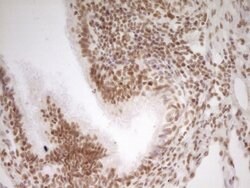 NR2C2 Mouse anti-Human, Clone: OTI1F3, lyophilized, TrueMAB 100 &mu;g;
