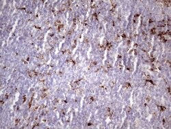 NR2C2 Monoclonal Antibody (OTI1E1), TrueMAB , OriGene 100 &mu;L; Unconjugated:Antibodies,